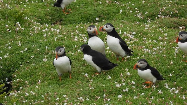 Atlantic Puffin - ML624313567
