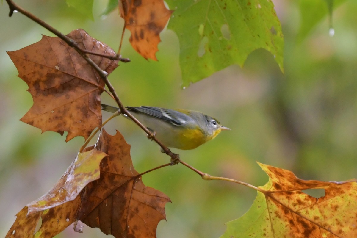 Northern Parula - Dean Turley
