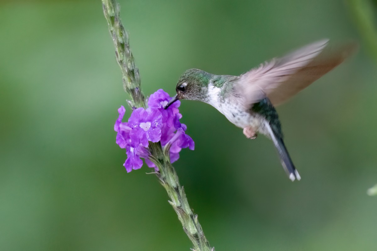 Ecuadorian Piedtail - ML624313667