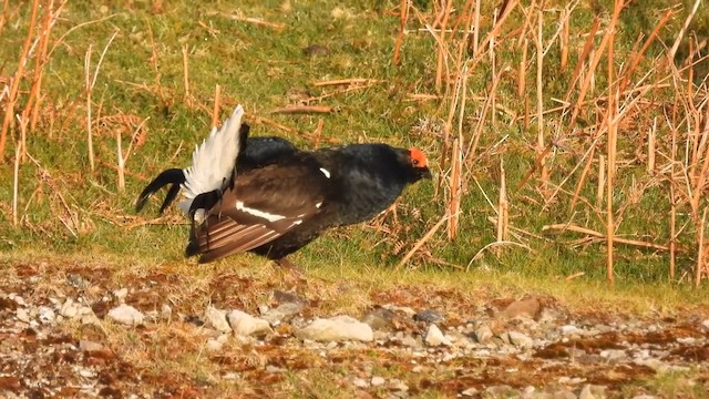 Black Grouse - ML624313698