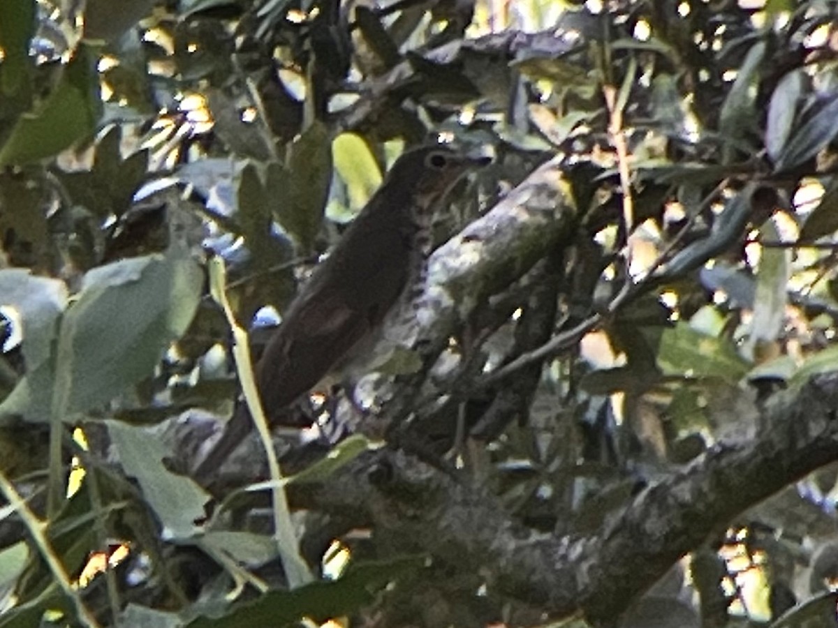 Swainson's Thrush - ML624313722