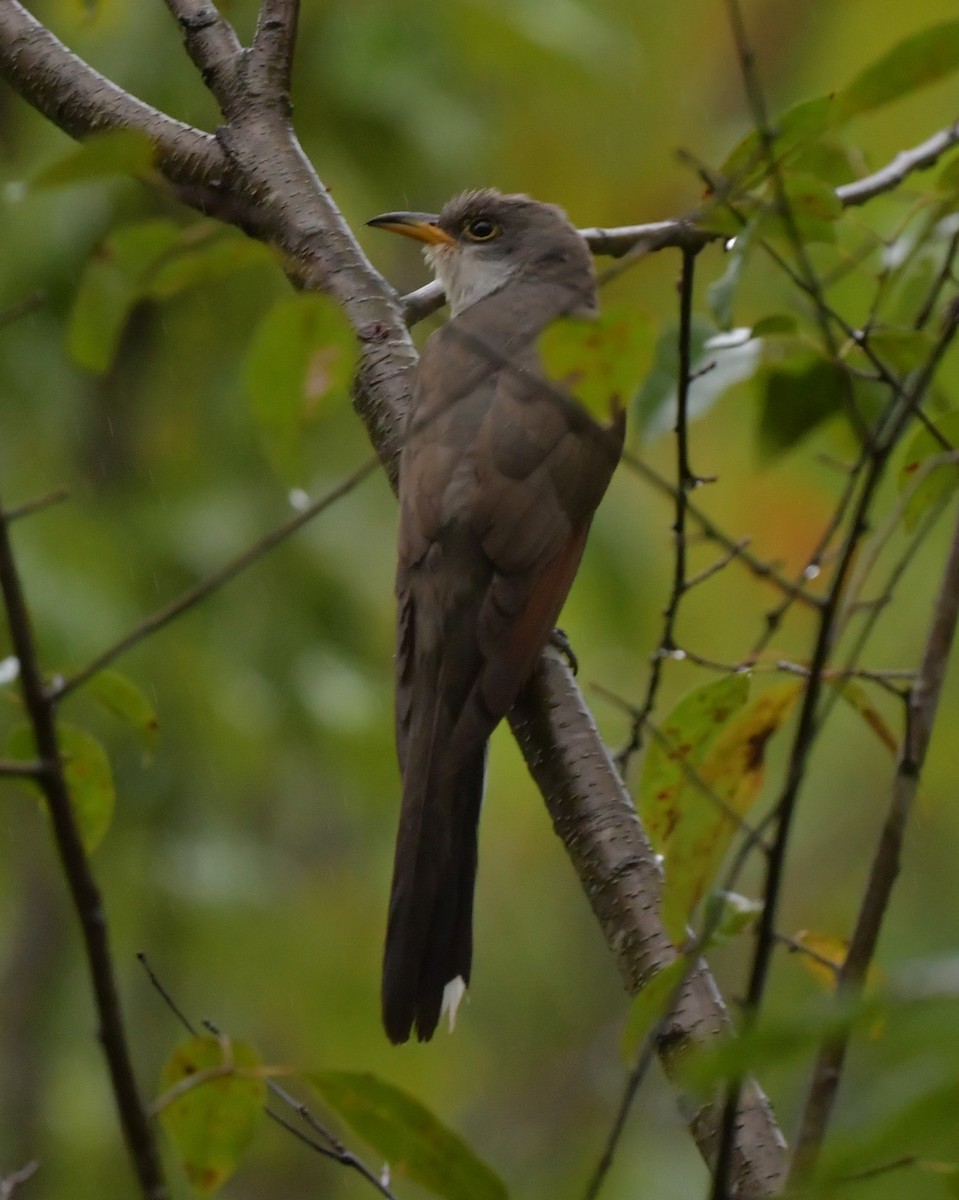 Yellow-billed Cuckoo - ML624313801