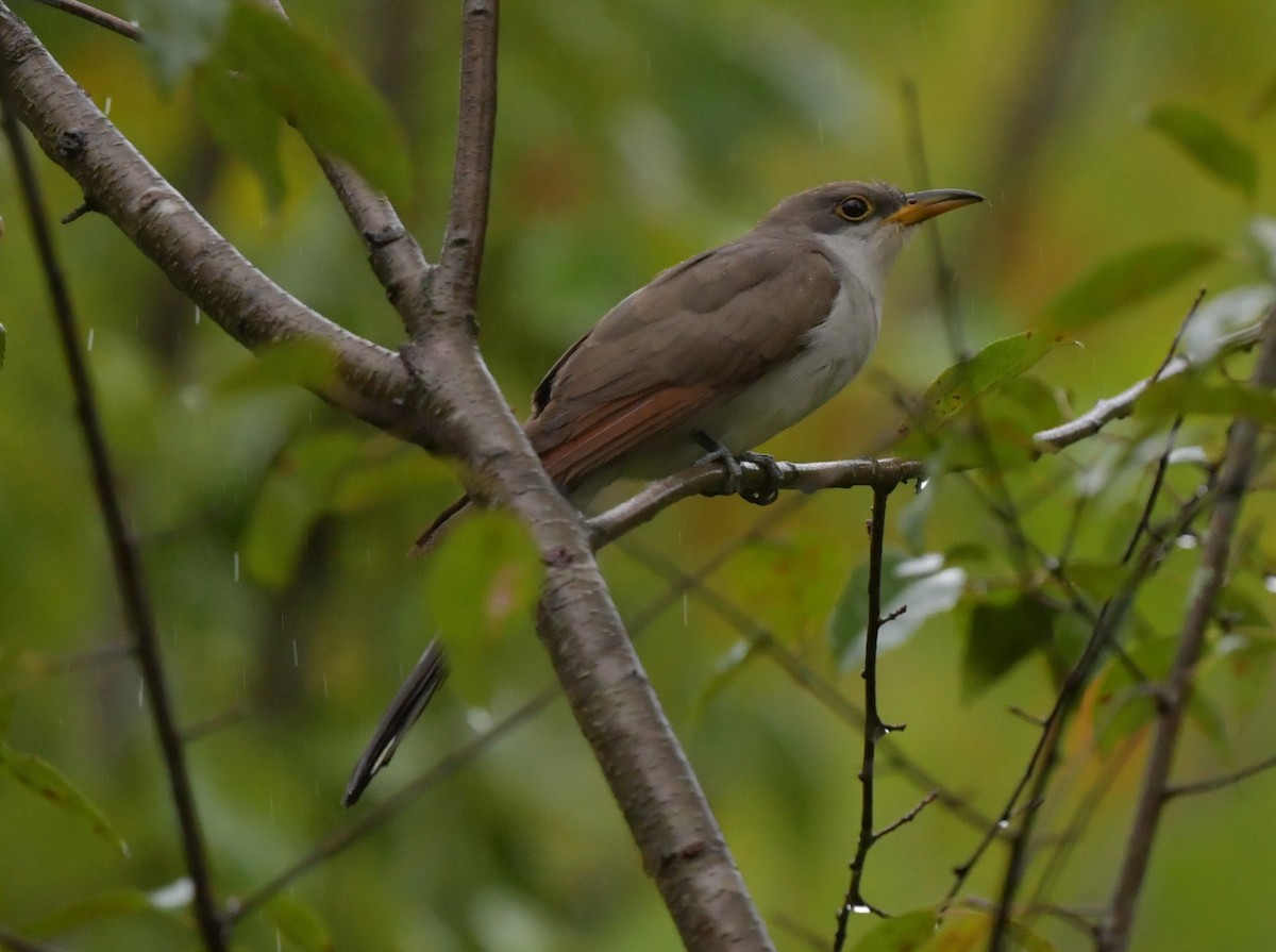 Yellow-billed Cuckoo - ML624313802