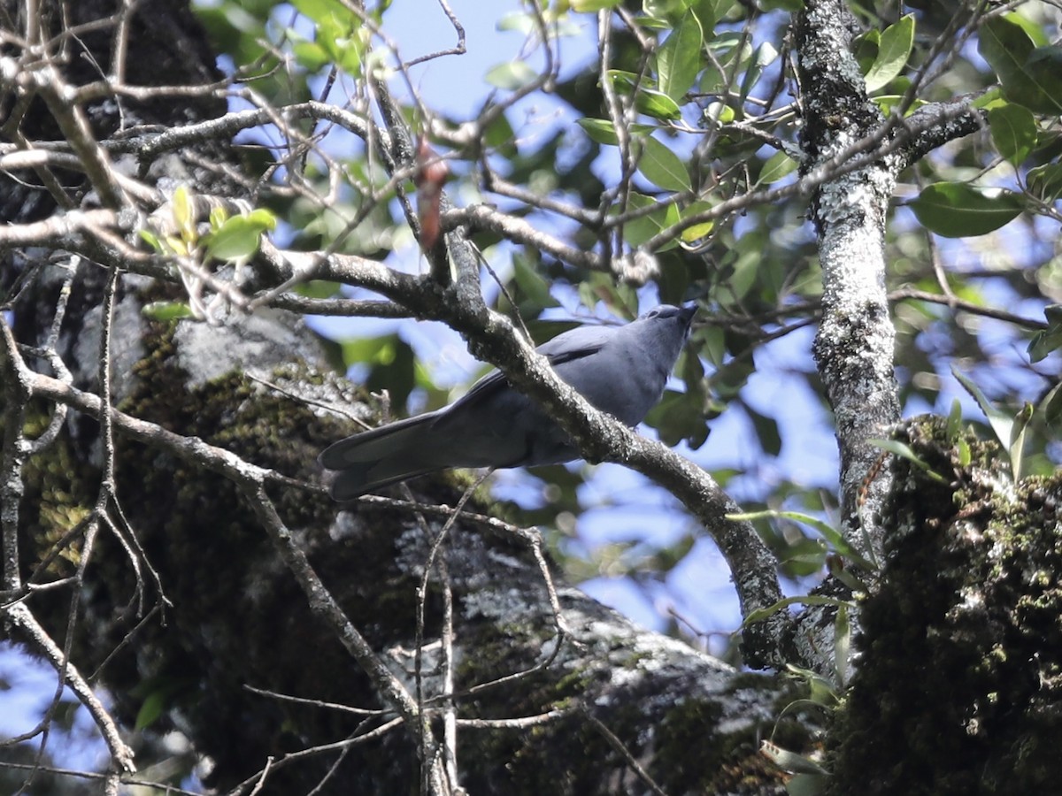 Gray Cuckooshrike - ML624313838