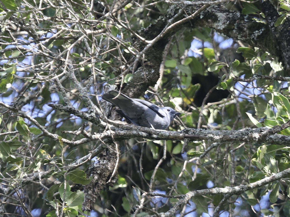 Gray Cuckooshrike - Darby Nugent