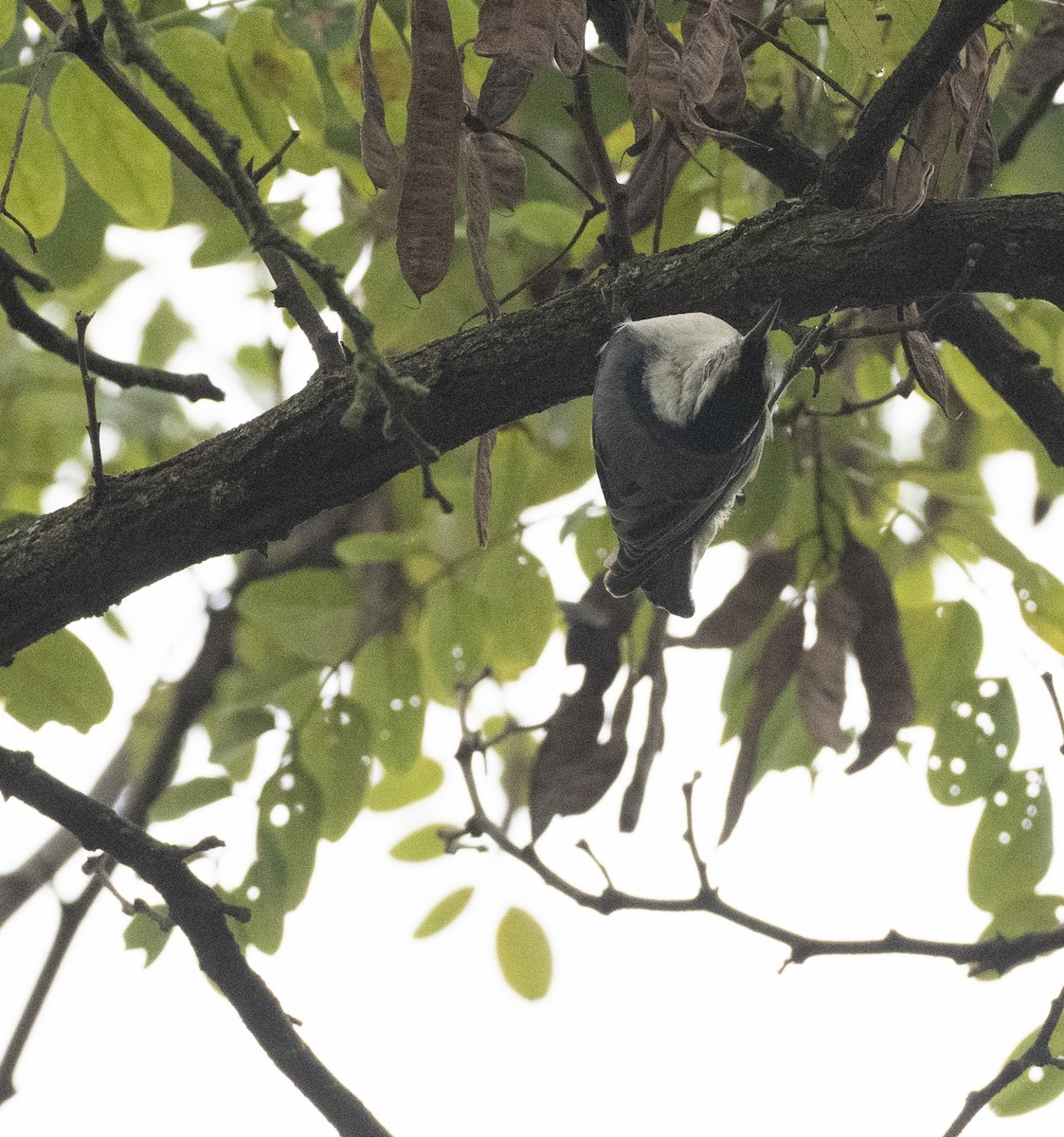 White-breasted Nuthatch - ML624313854