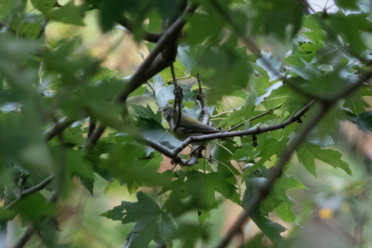 アサギアメリカムシクイ - ML624314007