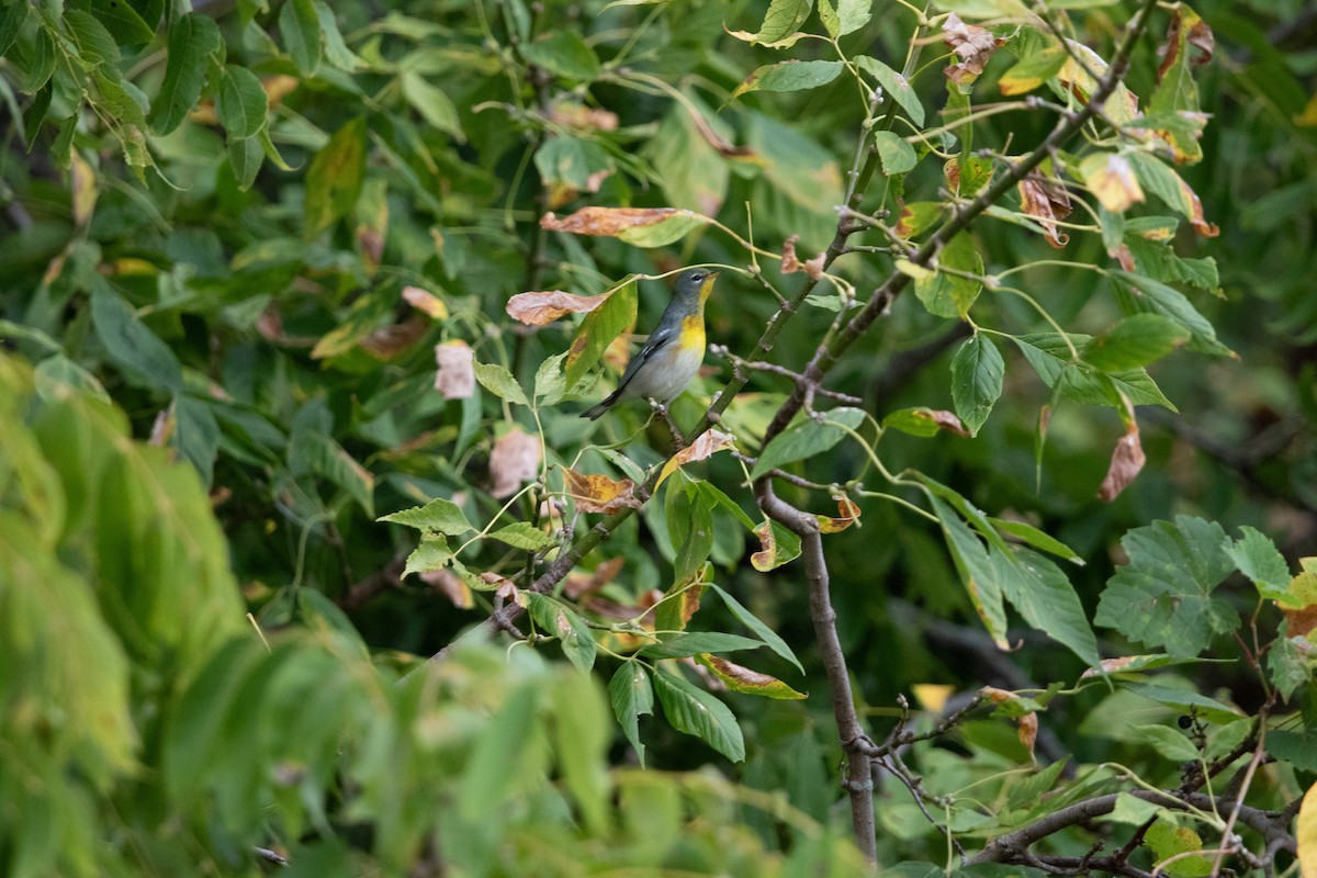 アサギアメリカムシクイ - ML624314009