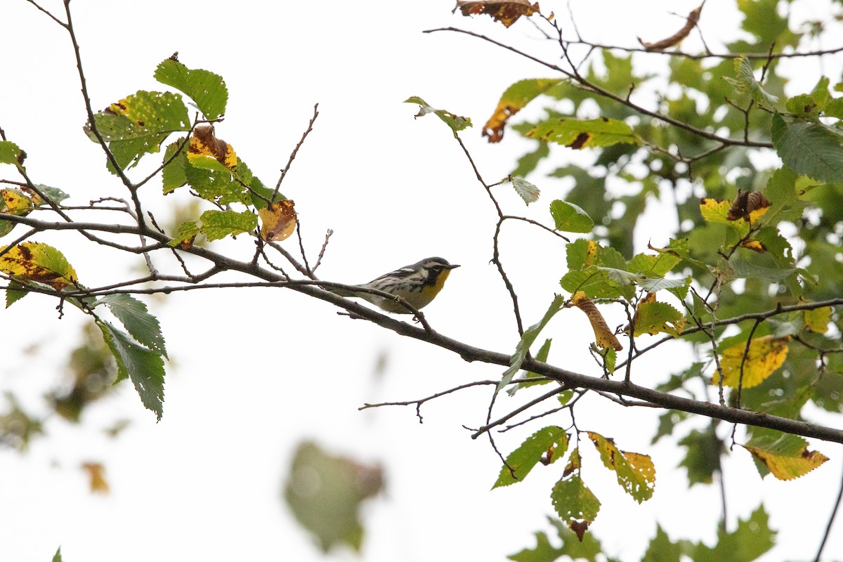 キノドアメリカムシクイ - ML624314019