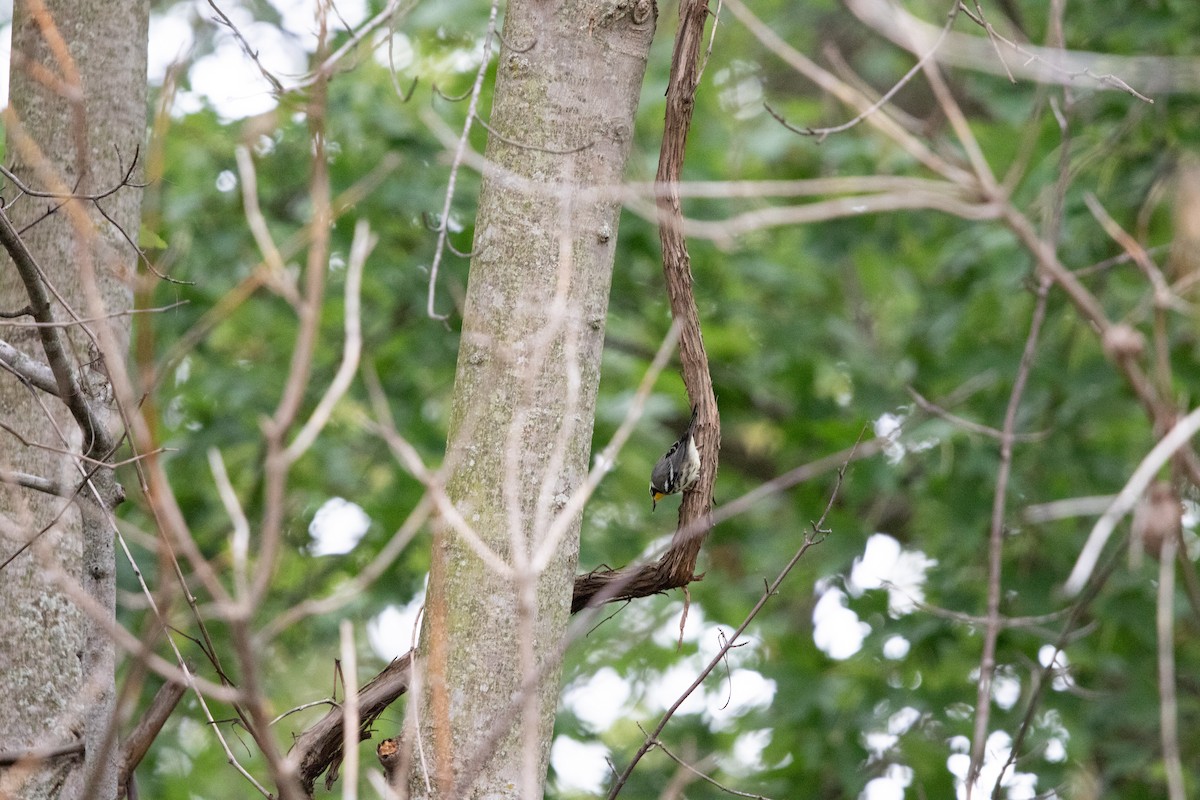 キノドアメリカムシクイ - ML624314020