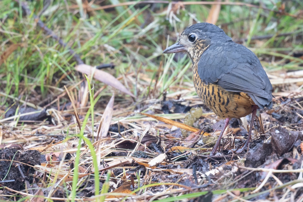 Undulated Antpitta - Ben  Lucking