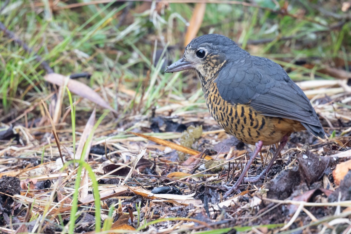 Undulated Antpitta - ML624314134