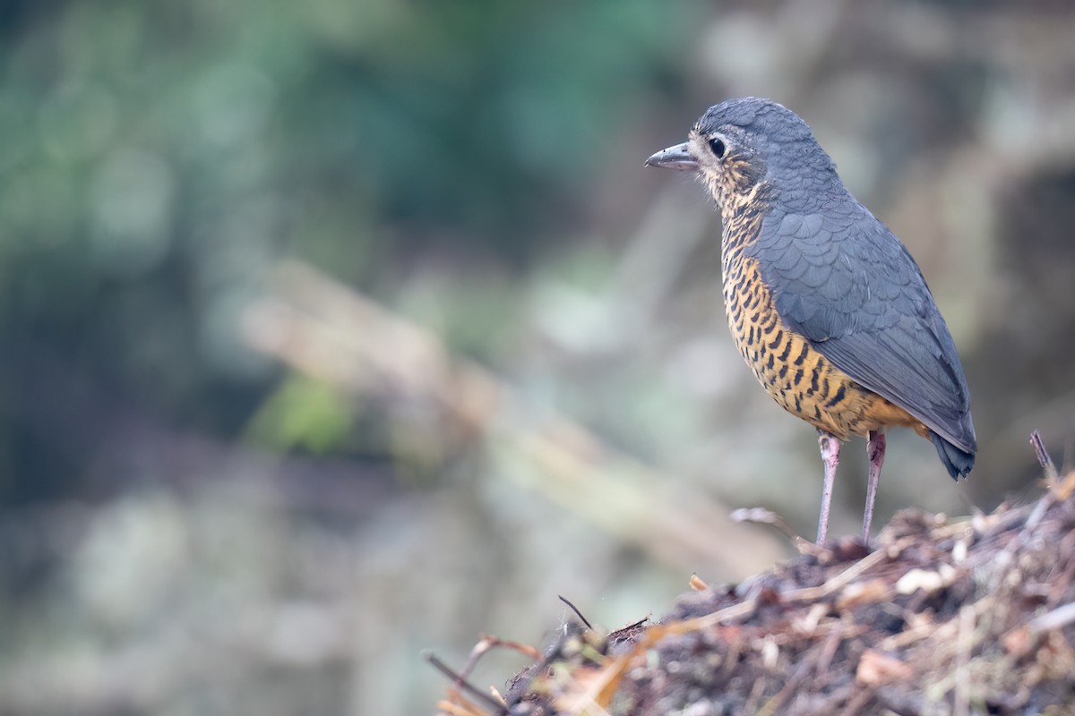 Undulated Antpitta - ML624314135