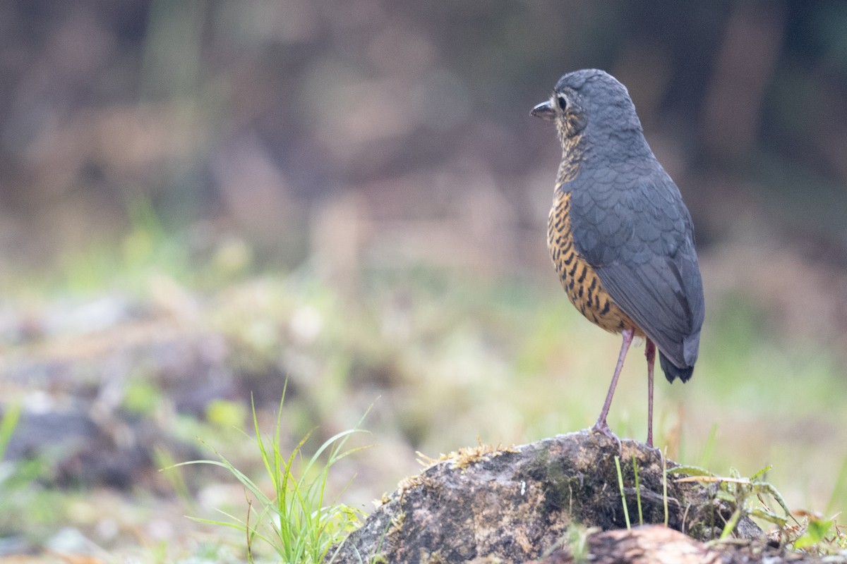 Undulated Antpitta - ML624314136