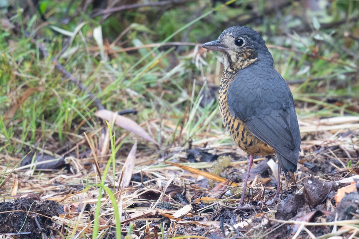 Undulated Antpitta - ML624314137