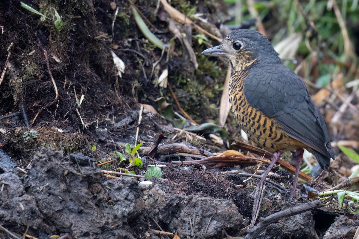 Undulated Antpitta - ML624314138