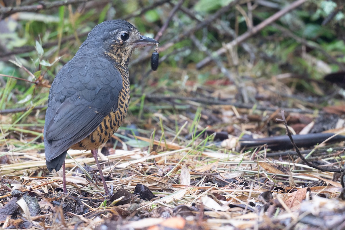 Undulated Antpitta - ML624314139