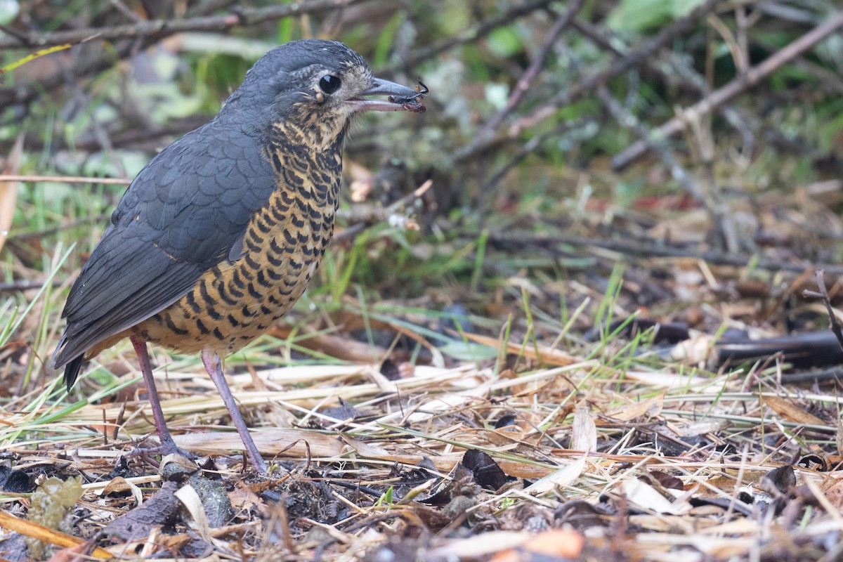 Undulated Antpitta - ML624314140