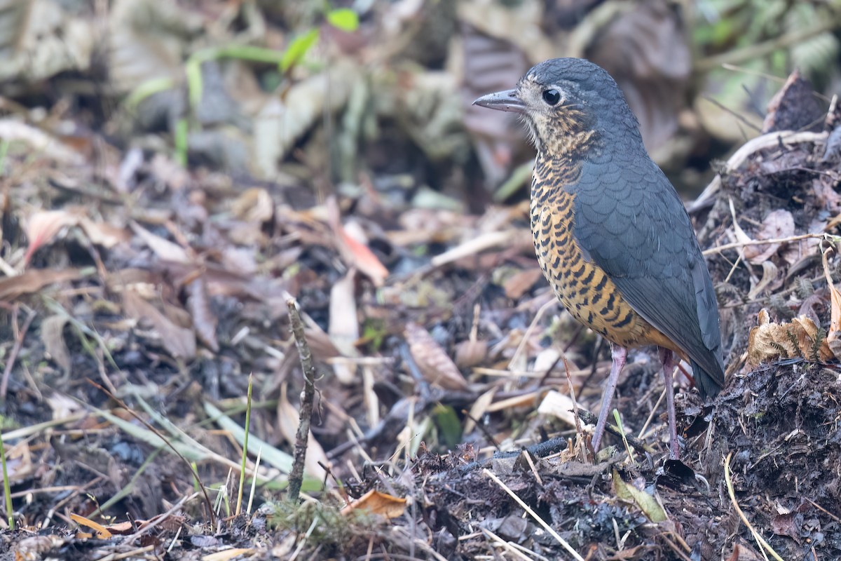 Undulated Antpitta - ML624314141