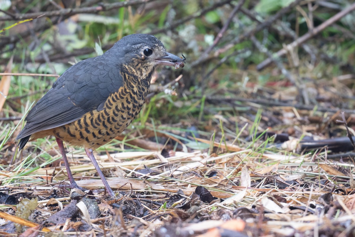 Undulated Antpitta - ML624314142