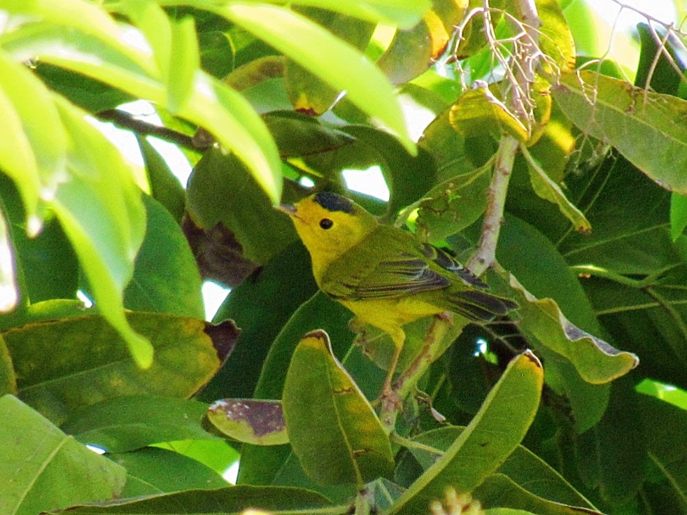 Wilson's Warbler - ML624314167