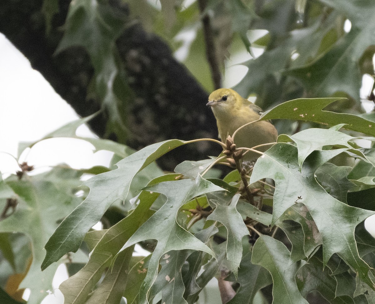 Bay-breasted Warbler - ML624314217