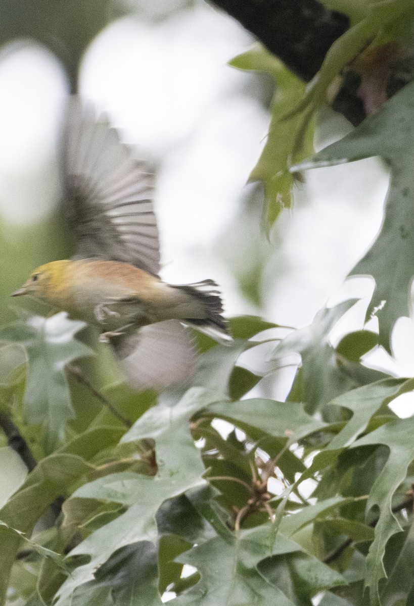 Bay-breasted Warbler - ML624314222