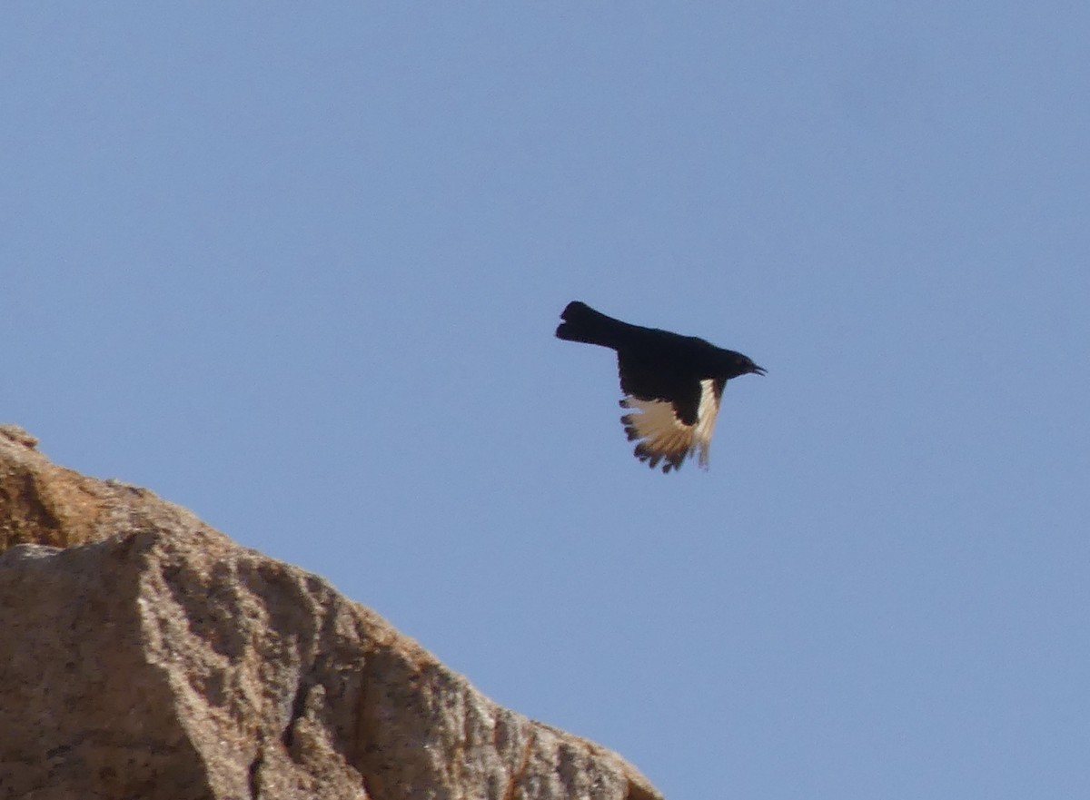 Pale-winged Starling - ML624314256