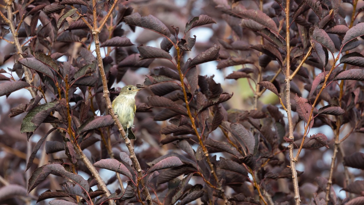 Least Flycatcher - ML624314298