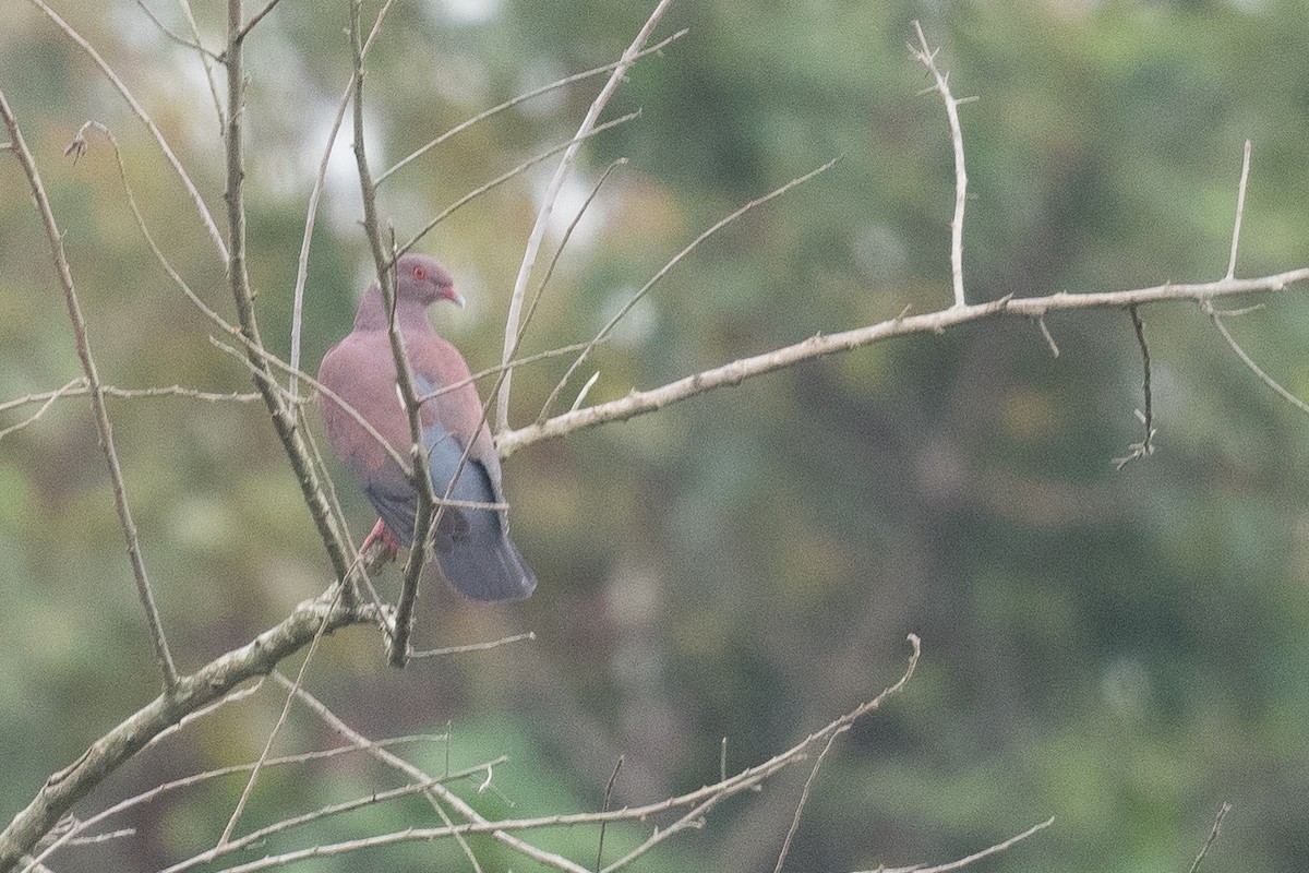 Peruvian Pigeon - Ben  Lucking