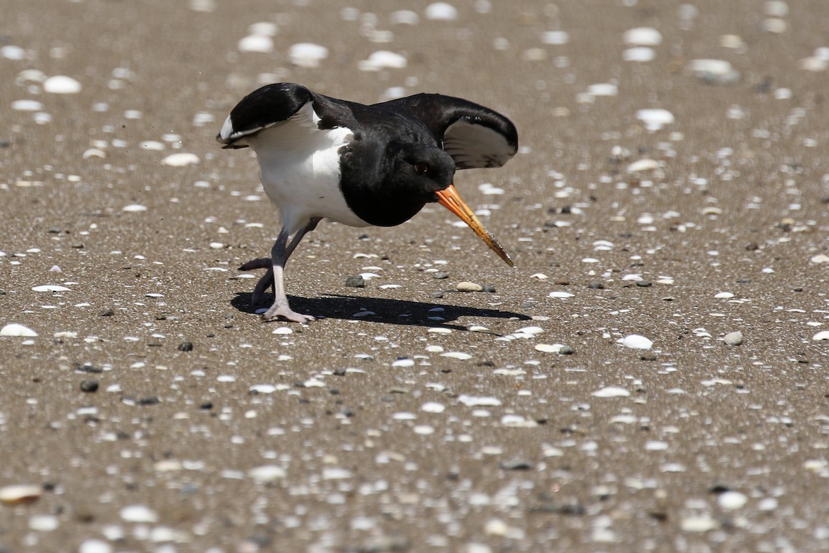 South Island Oystercatcher - ML624314354