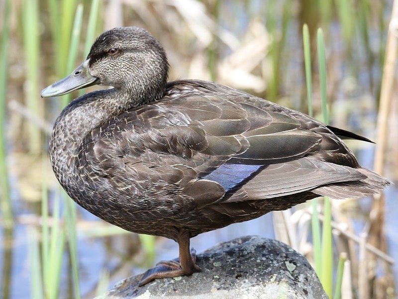 American Black Duck - ML62431441