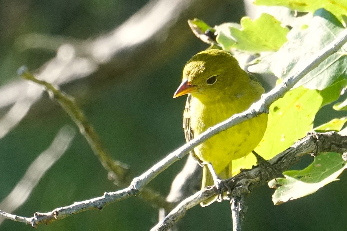 Western Tanager - Bob Bowers