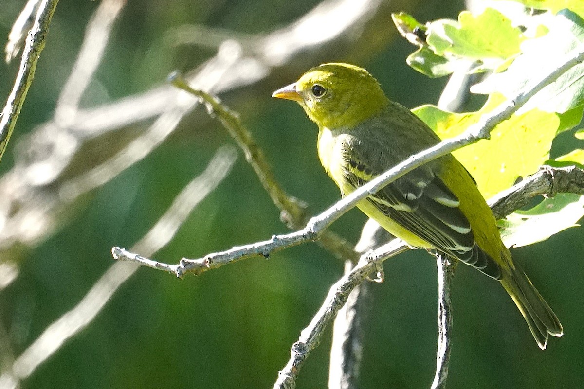 Western Tanager - ML624314417