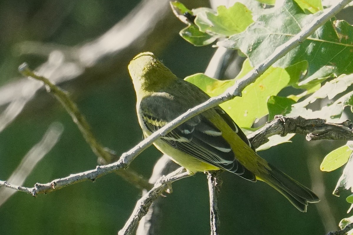 Western Tanager - ML624314418