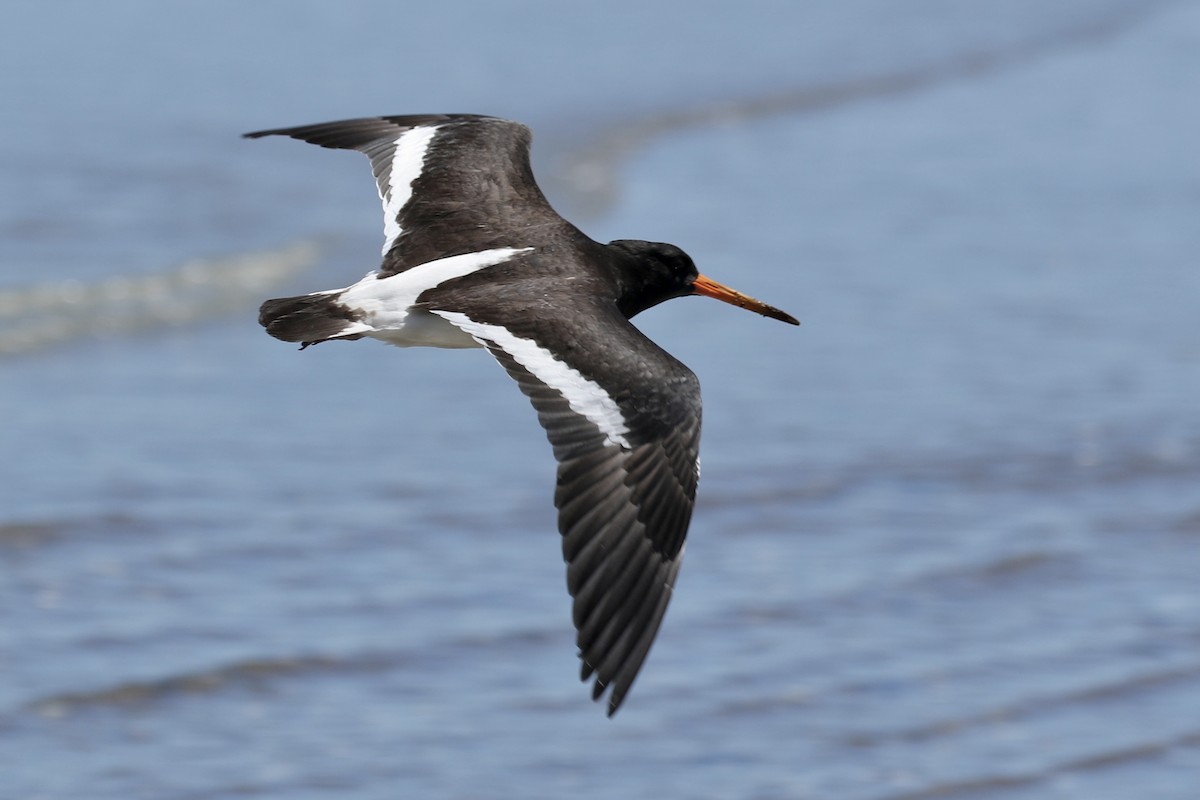 South Island Oystercatcher - ML624314424