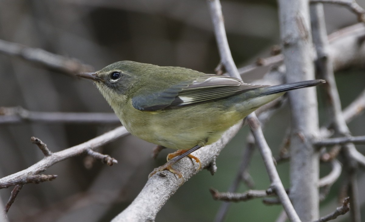 lesňáček modrohřbetý - ML624314449