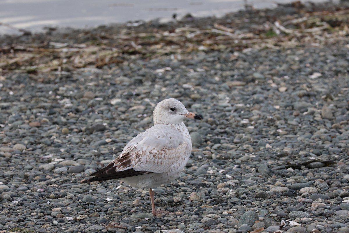 Ring-billed Gull - ML624314484