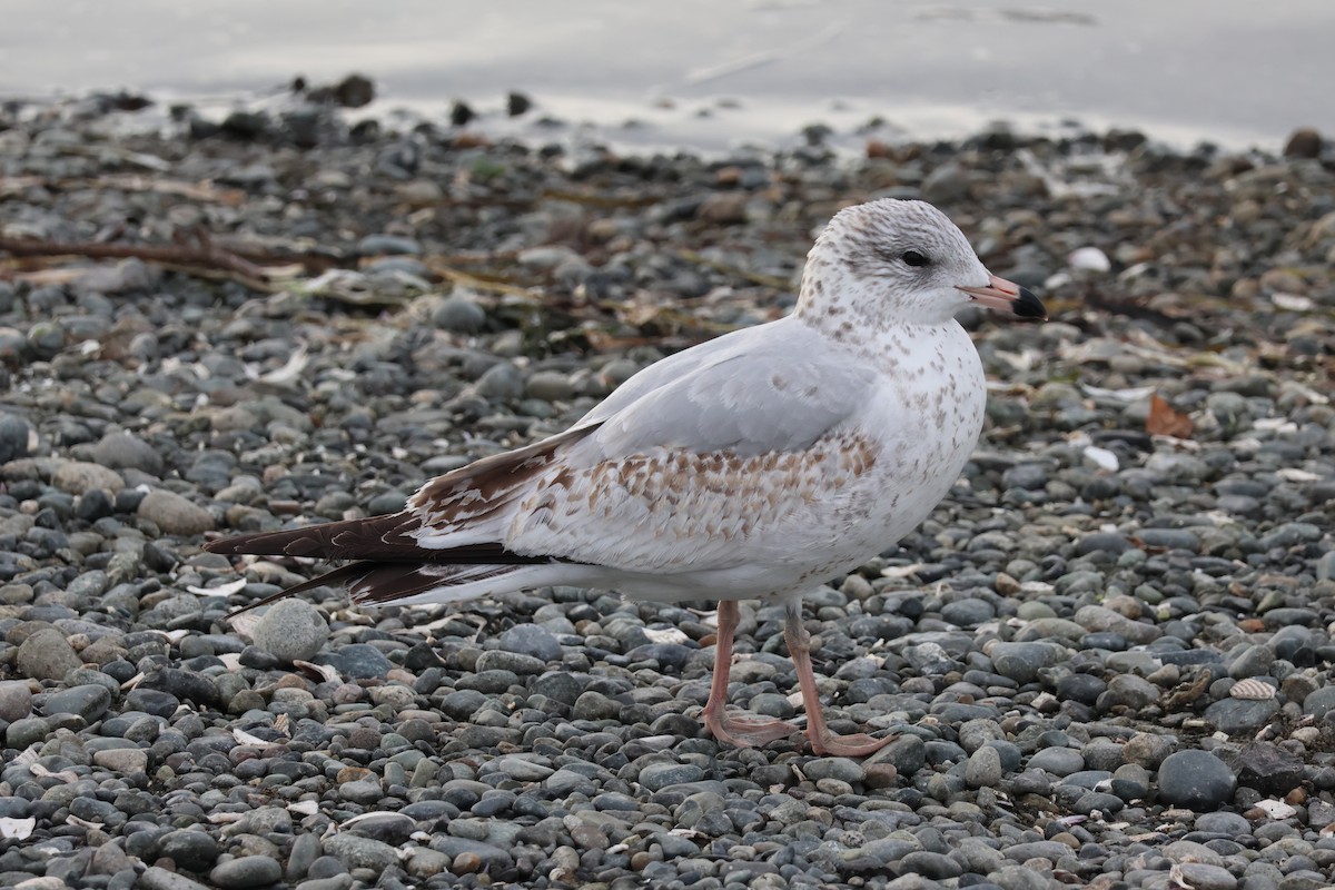 Ring-billed Gull - ML624314499