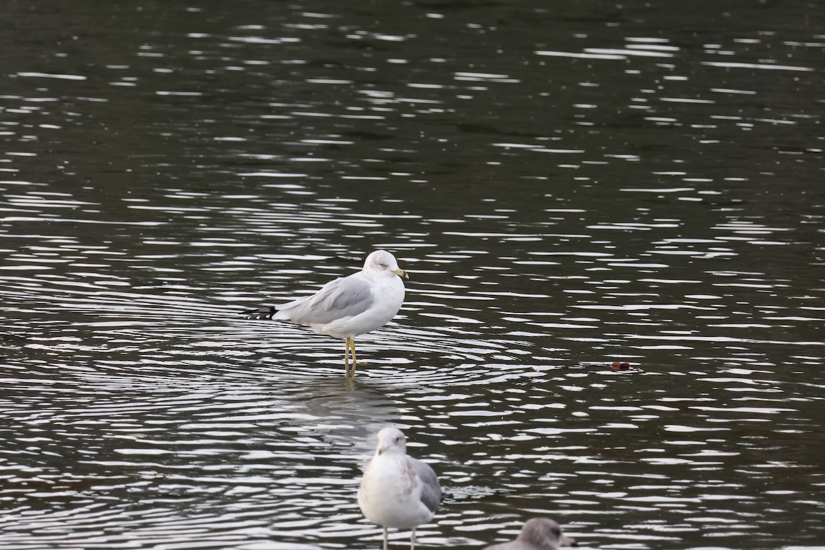 Ring-billed Gull - ML624314529