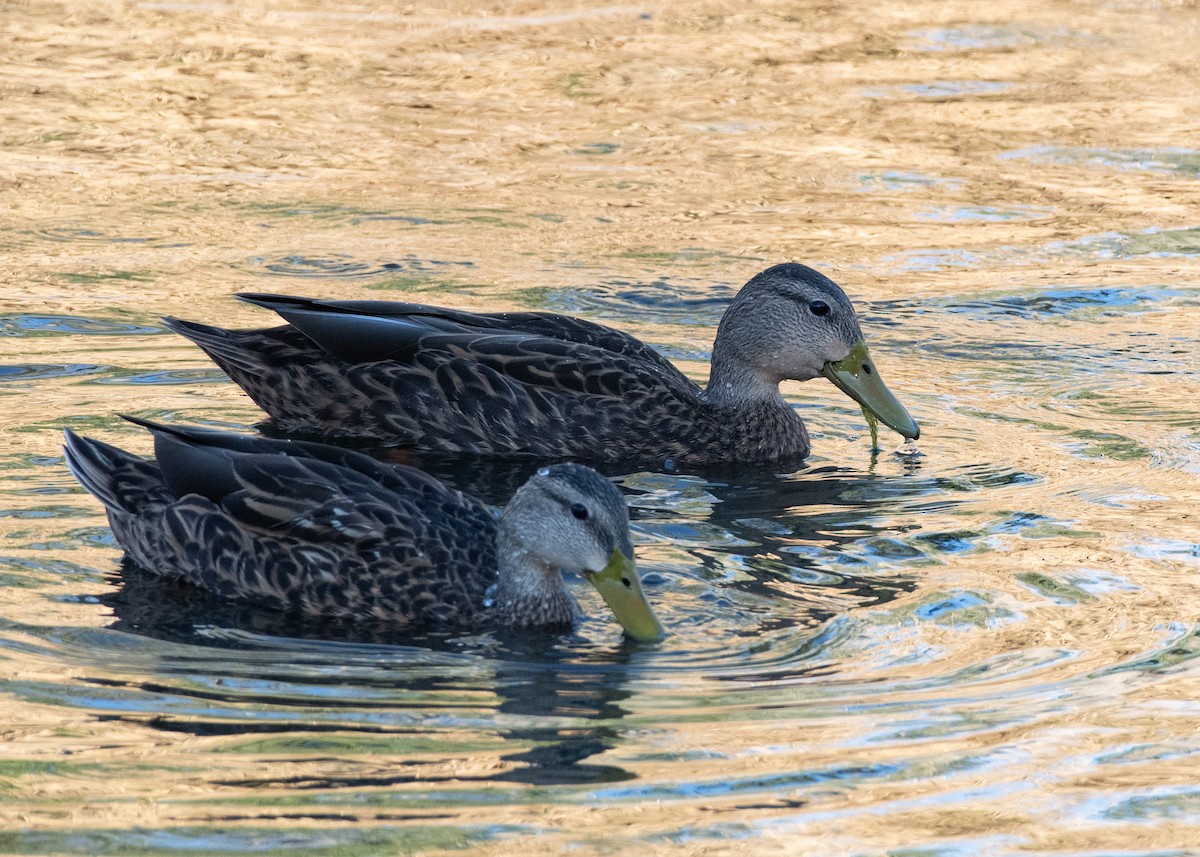 Mallard/Mexican Duck - ML624314545