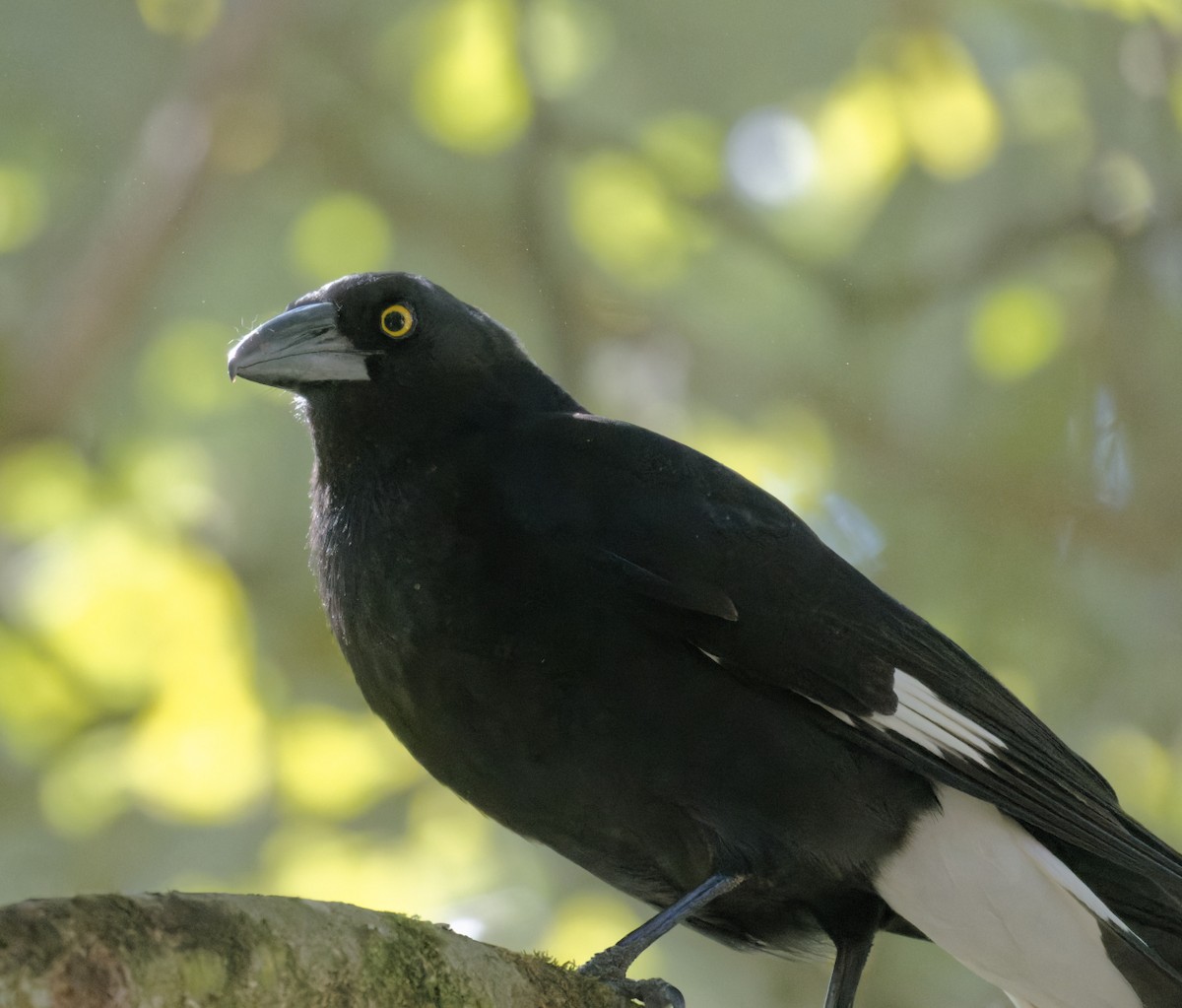 Pied Currawong - ML624314568