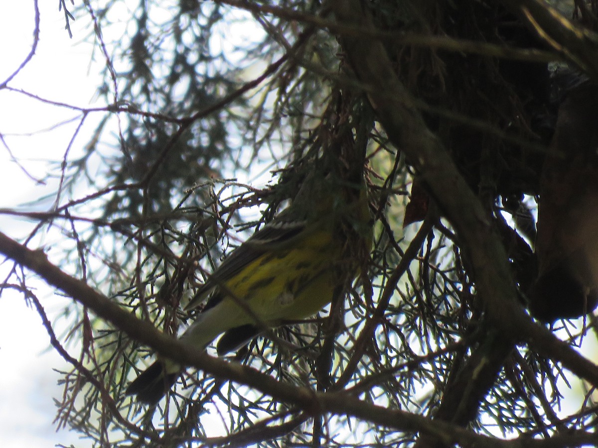 Magnolia Warbler - ML624314604