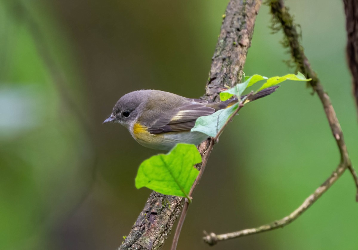 American Redstart - Eric Bodker