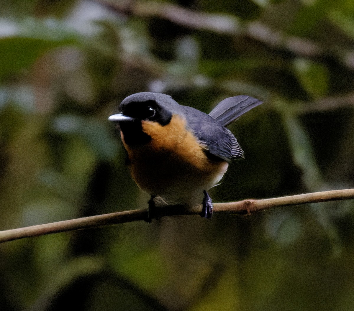 Spectacled Monarch - ML624314692