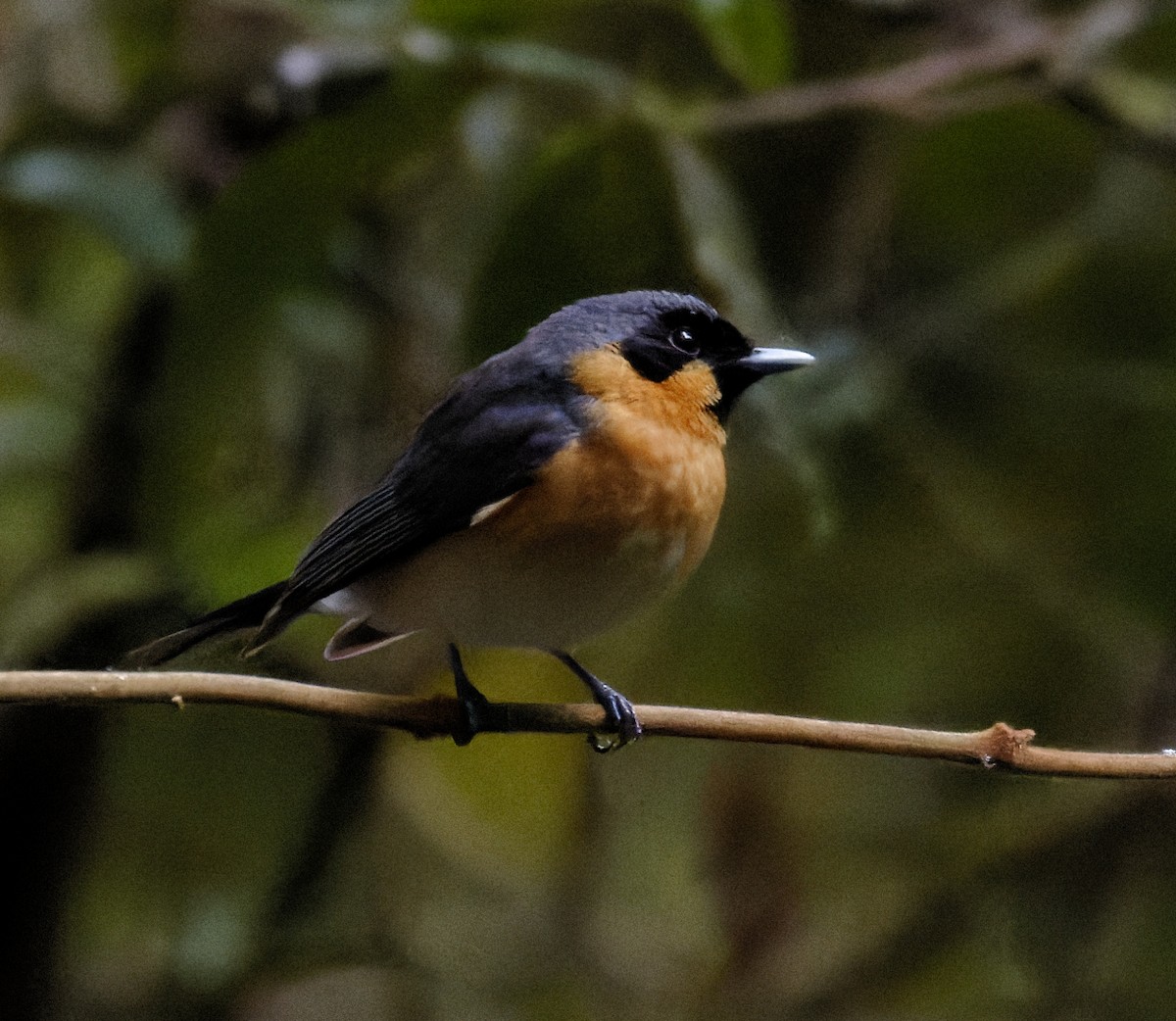 Monarca de Anteojos - ML624314694