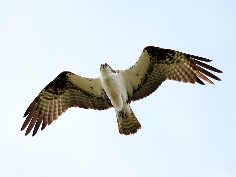 Águila Pescadora (carolinensis) - ML62431471