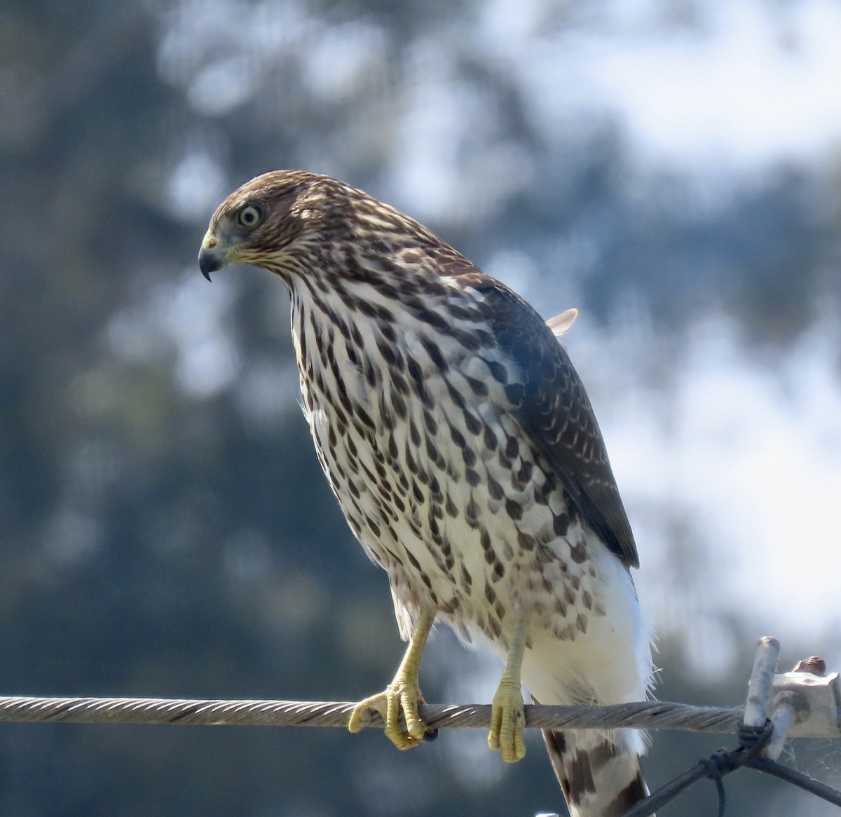 Cooper's Hawk - ML624314710