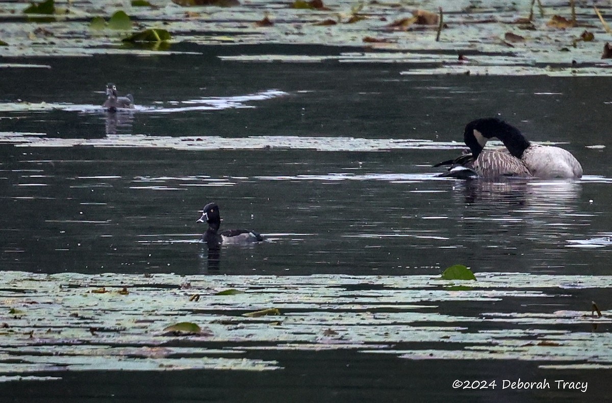 Ring-necked Duck - ML624314758