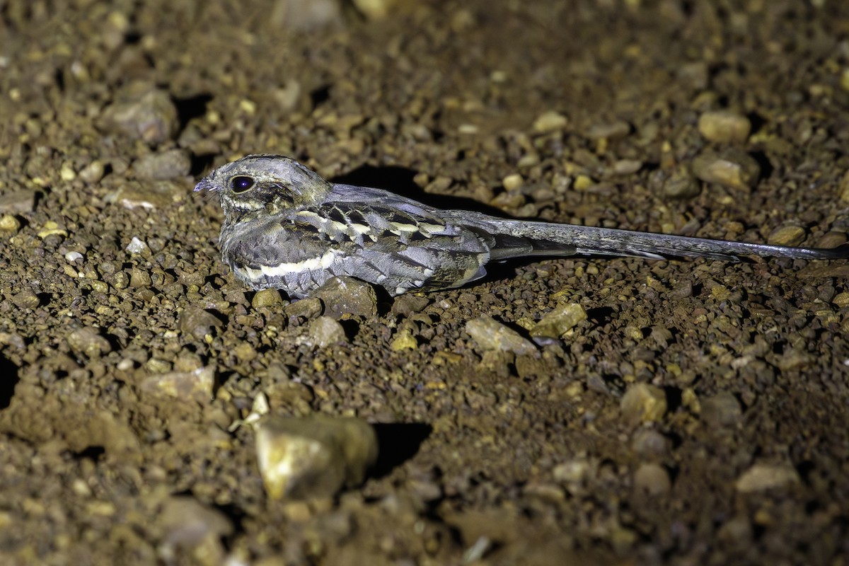 Long-tailed Nightjar - ML624314880